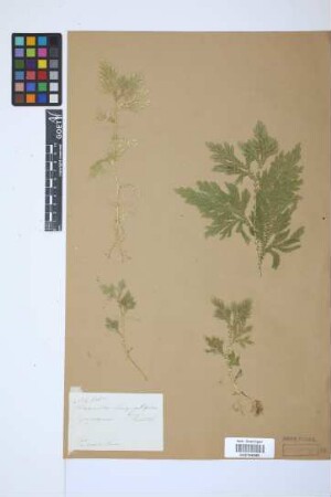 Selaginella inaequalifolia (Hook. & Grev.) Spring
