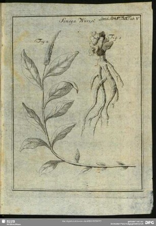 Senega Wurzel