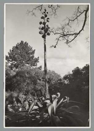 Agaven-Blüte
