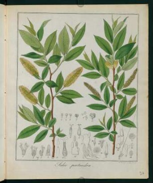 57r, Salix pentandra