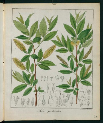 57r, Salix pentandra