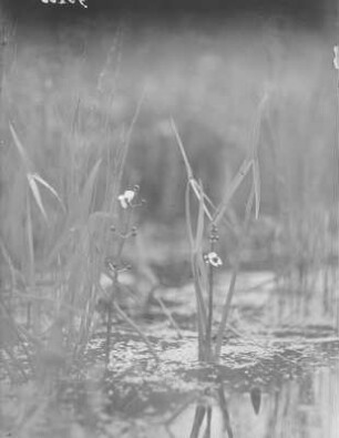 Pfeilkraut : Königswartha, blühendes Pfeilkraut (Sagittaria Linnaeus).