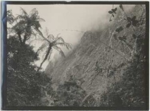 Nebelwald von Challana mit Baumfarn, Chusquea und Incensis