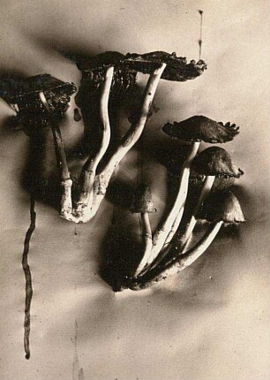 Falten-Tintling (Coprinopsis atramentaria, Syn. Coprinus atramentarius), auch Grauer Falten-Tintling, Gemeiner Faltentintling oder Knoten-Tintling in Auflösung (2. Tag)
