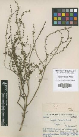 Lappula myosotis Moench