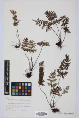 Cheilanthes pulchella Bory ex Willd.
