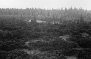 Im Kranichseemoor : Wald im Kranichseemoor