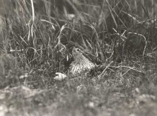Alpenstrandläufer (Calidris alpina L.), brütend