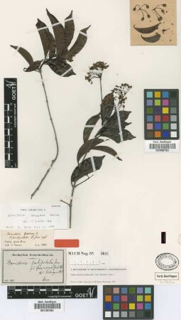 Banisteria pubipetala (A.Juss.) Cuatr. f. spruceana (Griseb.) Nied.[type]