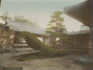 Pinienbaum (Kieferschiff) im 金閣寺 Kinkakuji, Kyoto