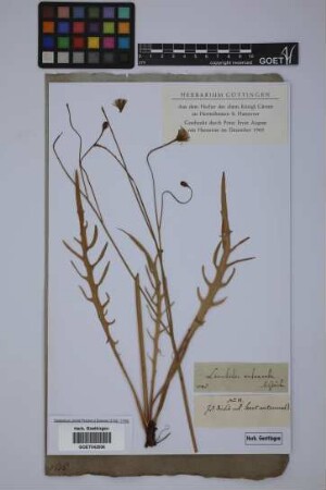 Leontodon autumnale L.