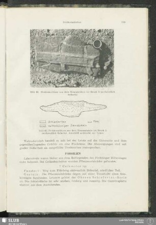 Fossilien