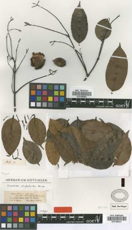 Linostoma calophylloides Meissn. [isotype]