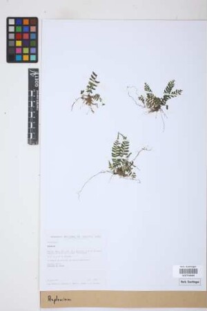 Asplenium spec.