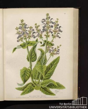 Salvia pratensis Linné. Feld-Salbei.