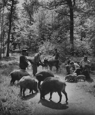 Archivfotografie "menschen_tiere_22486"