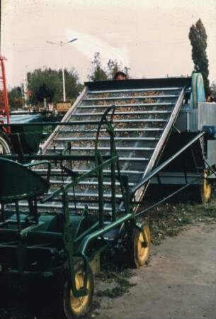 Fotografie: Gartenbautechnik-Freiland, Möhren, Radies, Sellerie, Zwiebel