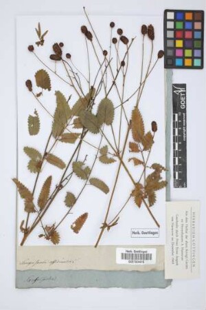Sanguisorba officinalis L.