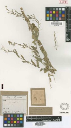 Draba greggioides Griseb. [type]