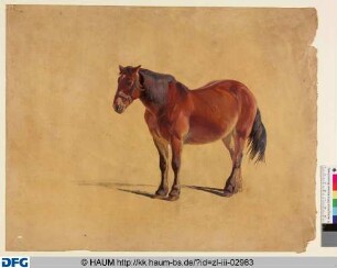 Stehendes Pferd