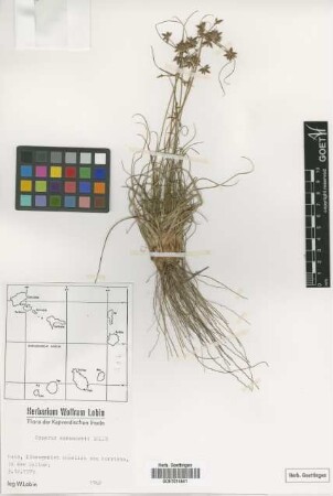 Cyperus cadamostii Bolle