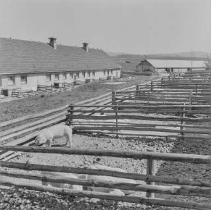 Göda : Göda. Landwirtschaftliche Produktionsgenossenschaft (LPG). Viehställe