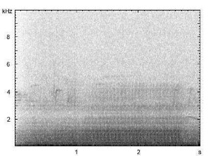 Kleinspecht | Dendrocopos minor - Trommeln