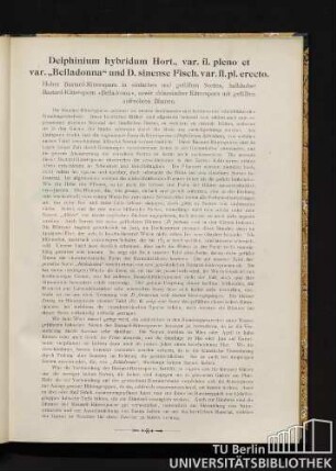 Delphinium hybridum Hort., var. fl. pleno et var. "Belladonna" und D. sinense Fischer var. fl. pl. erecto. Hoher Bastard-Rittersporn in einfachen und gefüllten Sorten, halbhoher Bastard-Rittersporn "Belladonna", sowie chinesischer Rittersporn mit gefüllten aufrechten Blumen.