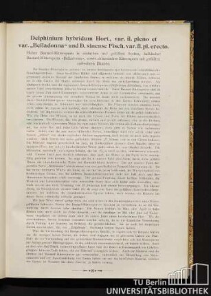 Delphinium hybridum Hort., var. fl. pleno et var. "Belladonna" und D. sinense Fischer var. fl. pl. erecto. Hoher Bastard-Rittersporn in einfachen und gefüllten Sorten, halbhoher Bastard-Rittersporn "Belladonna", sowie chinesischer Rittersporn mit gefüllten aufrechten Blumen.