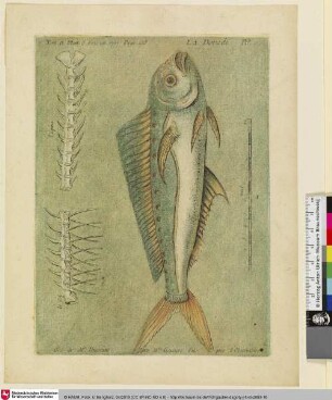 La Dorade. Tom. II. Plan. 8. Fevrier 1757. Page 158.