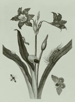Metamorphisis Insectorum Surinamensium