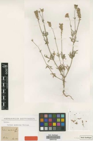 Verbena mendocina Phil. [type]