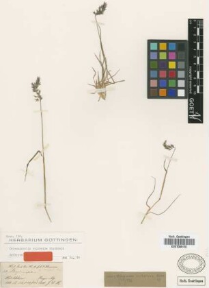 Calamagrostis pulchella Griseb. [syntype]