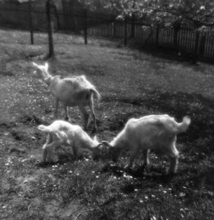 Tiere. Ziegen auf einer Weide