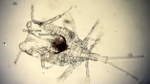 Copilia mediterranea, female, Lanzarote 2022