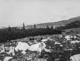 Waldrodung und Findlinge : Blick über einen gerodeten Wald mit Findlingen dazwischen