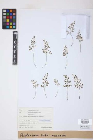 Asplenium ruta-muraria L.