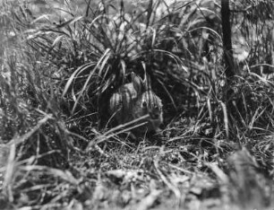 Wildkaninchen : Juveniles Wildkaninchen (Oryctolagus cuniculus Linnaeus).