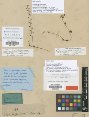 Myosotis spathulata G.Forst. [type]