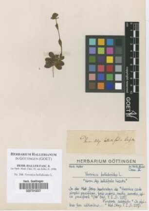 Veronica bellidioides L.