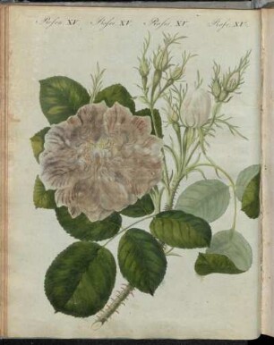 No. 60. Rosen. XV. Rosen-Arten.