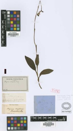 Physurus corniculatus Rchb.f. [isotype]