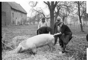 Anbinden des Schweins
