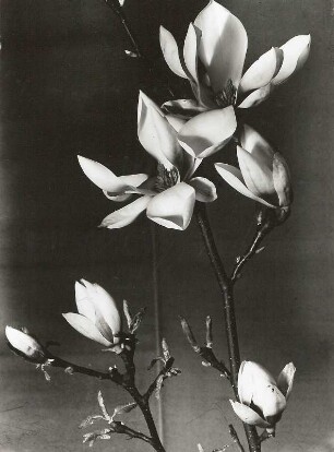 Tulpen-Magnolie (Magnolia × soulangeana). Blühende Zweige