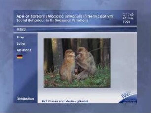 Berberaffen (Macaca sylvanus) im Freigehege - Sozialverhalten im Jahreszyklus