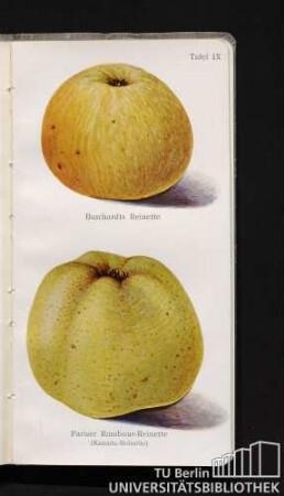 Tafel IX. Burchardts Reinette und Pariser Rambour-Reinette (Kanada-Reinette).
