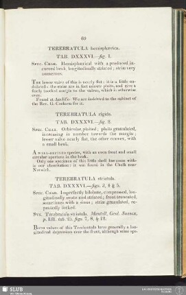 Terebratula striatula. Tab. DXXXVI.—figs. 3, 4 & 5