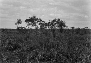 Landschaftsaufnahme : Büsche, Sträucher und kleine Bäume nahe Nioaque.