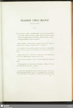 Fraisier Chili Orange (Fraisier Souchet)