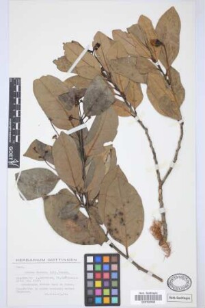 Ocotea foetens (Ait.) Benth. & Hook. f.